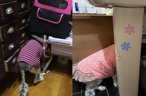 大狗最新爆料新闻视频大全,揭秘热门新闻视频大全背后的真相  第3张